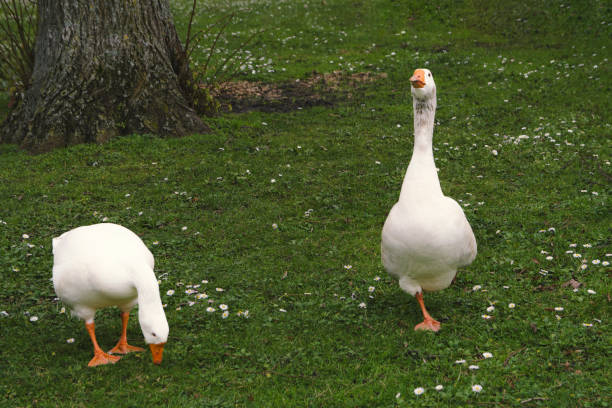 Two white domestic geese on a green lawn