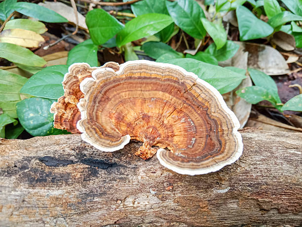 istock Turkey tail mushroom (Trametes versicolor). Also known as Coriolus versicolor and Polyporus versicolor. Turkey tail mushrooms. 2204229345