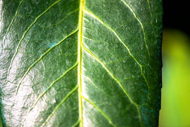 A macro photo showcasing the intricate details and veins of a leaf, highlighting the natural beauty and complex structure of foliage.
