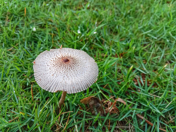 Toadstool near East Madison near White Mountain. These are toadstools growing on wet ground.