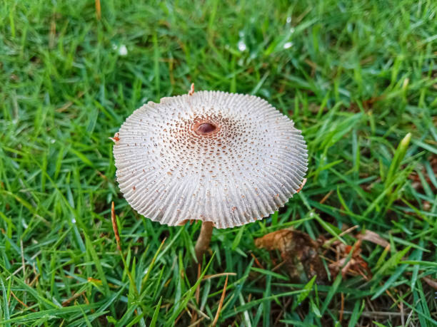 Leucocoprinus brebissonii is a species of mushroom producing fungus in the family Agaricaceae. Leucocoprinus brebissonii or skullcap dapperling mushroom.