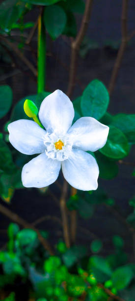 istock Jasmine plants have a distinctive, fragrant aroma, 2204231806