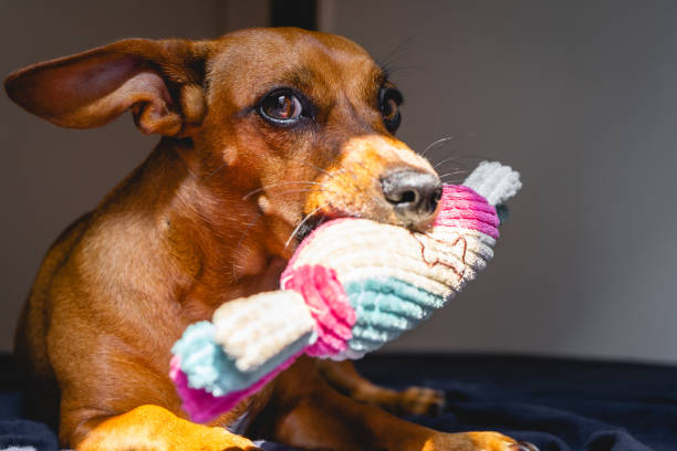 istock Brown little dog enjoys the sunlight 2204233594