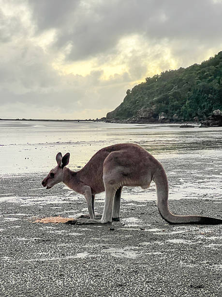 istock Kangaroo Grazing on a Beach at Sunrise 2204234837
