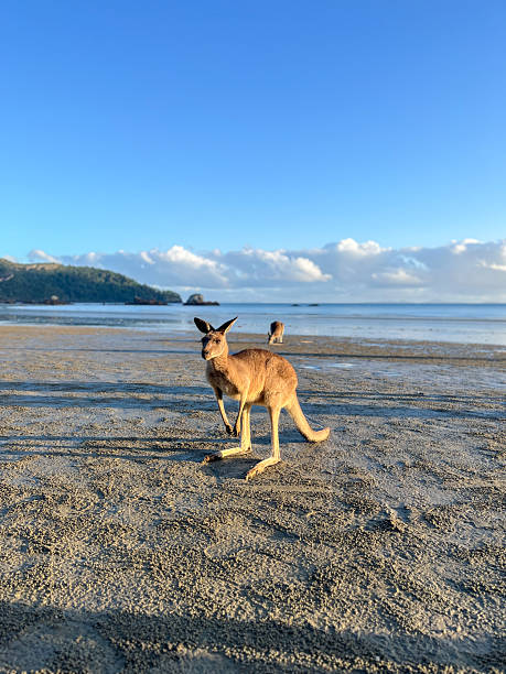 istock Kangaroo Standing on a Tranquil Beach at Sunrise 2204236071