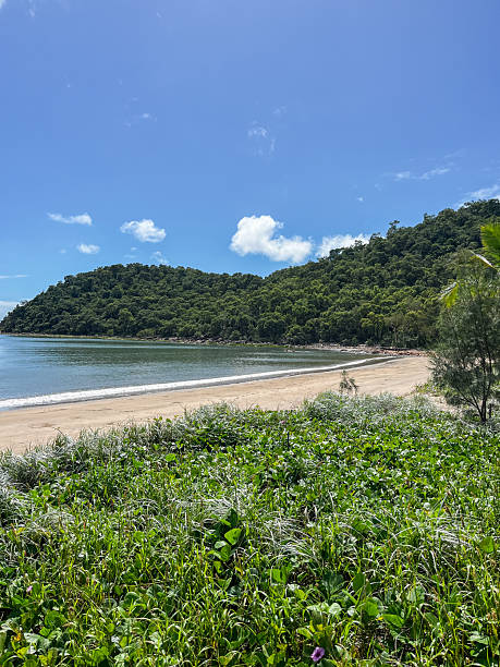 istock Tropical Beach with Lush Greenery and Clear Blue Sky 2204236179