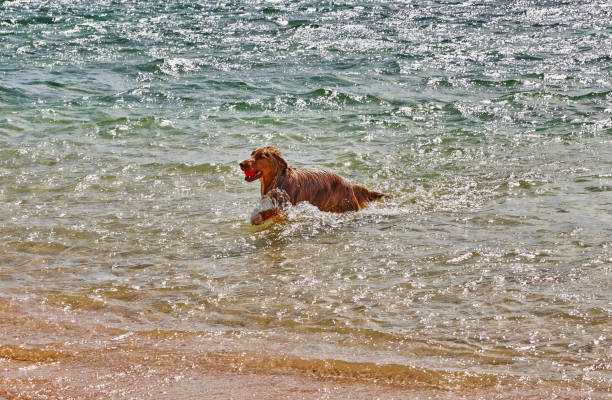 A dog fetching a ball in the ocean