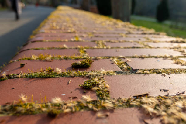 Bright sunlight illuminates a brick wall adorned with vibrant moss and delicate wildflowers. Nearby, people stroll through a picturesque park on a warm afternoon.