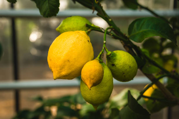 istock Fresh lemons and limes growing on a tree in a greenhouse during daylight hours 2204237725