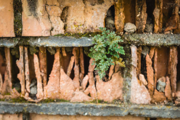 A small green plant emerges through gaps in aged bricks, highlighting the contrast between nature and urban decay in a neglected area. This moment captures resilience and life.
