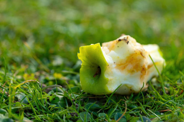 Green apple core resting on grass in a sunny meadow after being enjoyed by a hungry creature stock photo