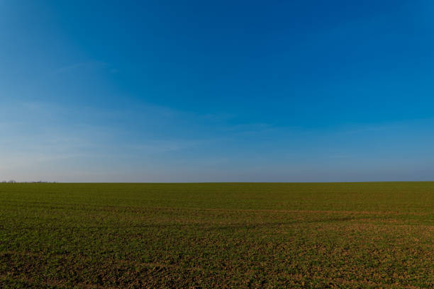 Bright sunlight illuminates a vast green field under a clear blue sky with few clouds, showcasing the beauty of nature on a tranquil afternoon.