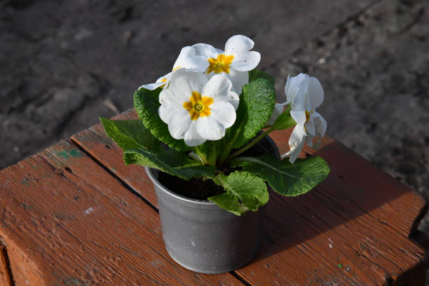 Primrose blooms on the lawn in the garden. Primrose, or Primula (lat. Primula) is a genus of plants from the Primrose family (Primulaceae) of the order Heather (Ericales).