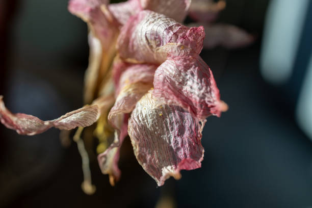 This image shows a macro view of a wilted pink and white amaryllis flower in natural light.