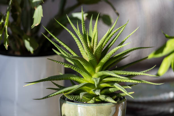 istock Small potted Haworthia houseplant 2204239784