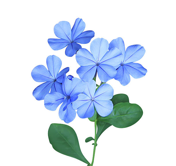 istock Close up blue flower bouquet. 2204244830