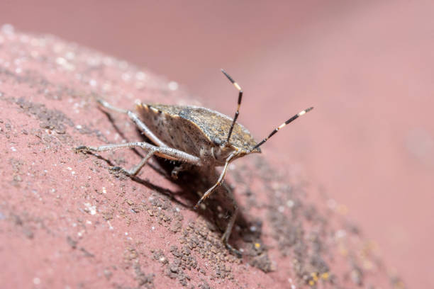 istock The haphigaster nebulosa, common name mottled shieldbug on a roof with red tiles 2204246972