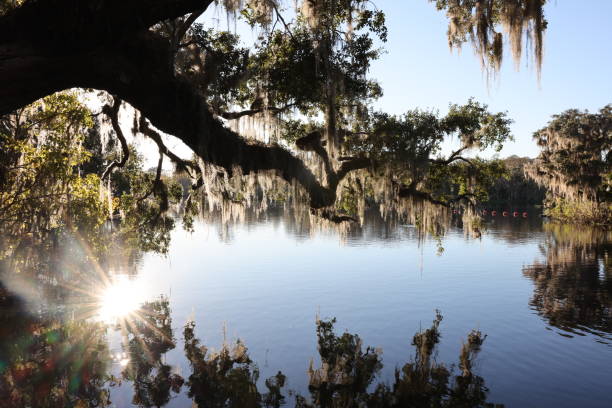 istock Spanish moss on trees at Blue Spring State Park near Orange City, Florida 2204247109