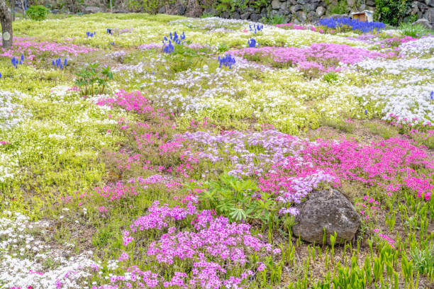 istock Spring fantasy flower field with various flowers 2204247269