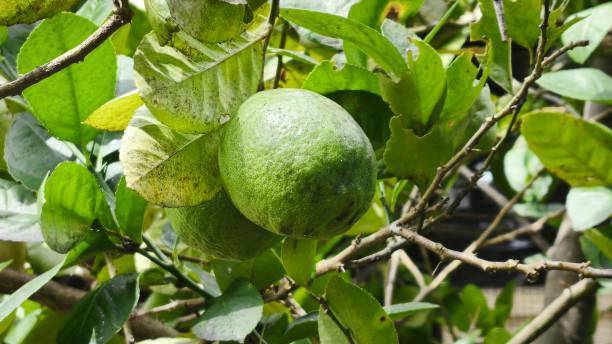 istock green and yellow lemon fruit 2204247475