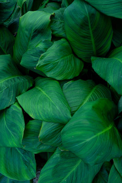 istock closeup tropical green leaves background. 2204249661