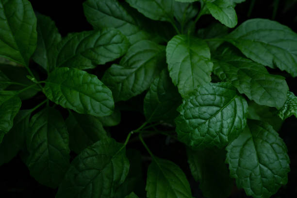 istock closeup tropical green leaves background. 2204249785