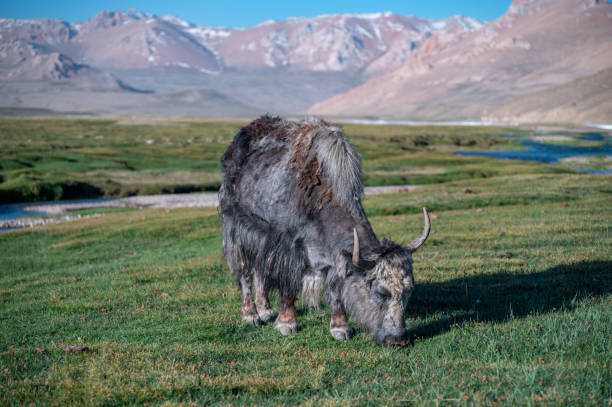 istock Yak with mountains in the background 2204259529