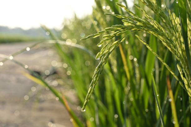 The paddy begins to bend and fill out