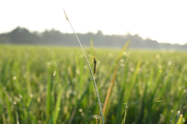 insects or pests on paddy field