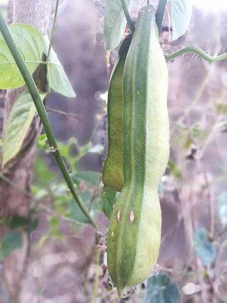 istock The green beans view on the plant 2204261864