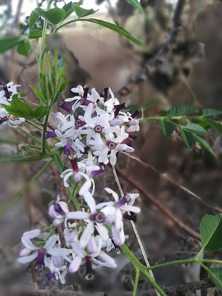 istock The beautiful white and purple flowers view 2204261904