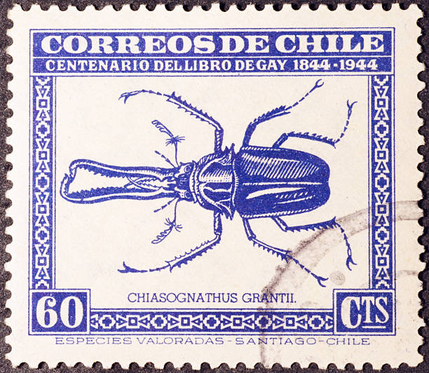 Big beetle on vintage postage stamp from Chile