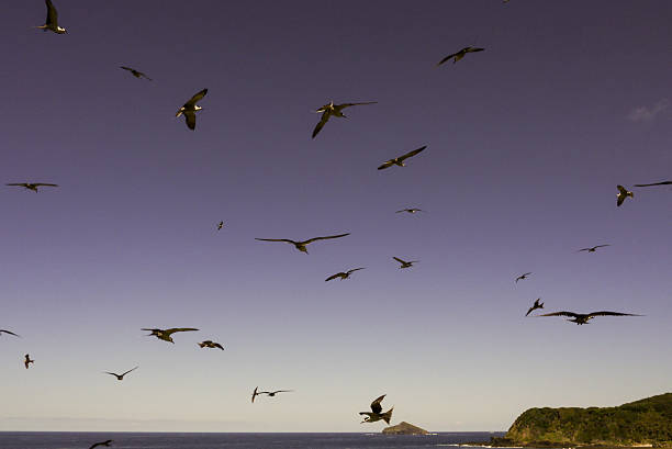Seabirds soar above the ocean near a lush island, gliding through the sky in graceful motion.