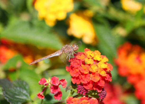 Flower and insect background material