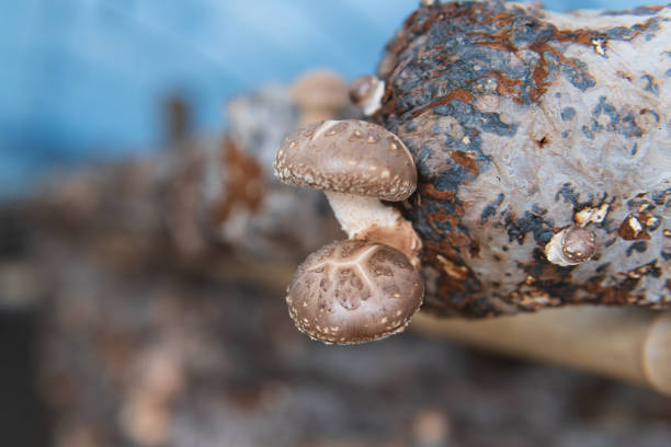 Mushrooms grown in greenhouses