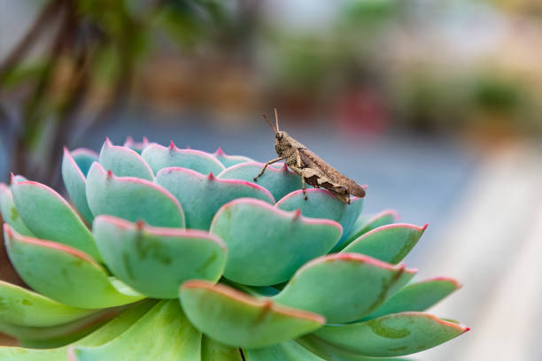 Echeveria Tippy Pink Succulent Plant