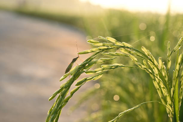 Close-up of insects or pests on rice