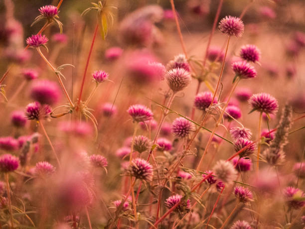 A field of pink wildflowers glowing in golden light, with a dreamy atmosphere and soft focus enhancing their delicate beauty.