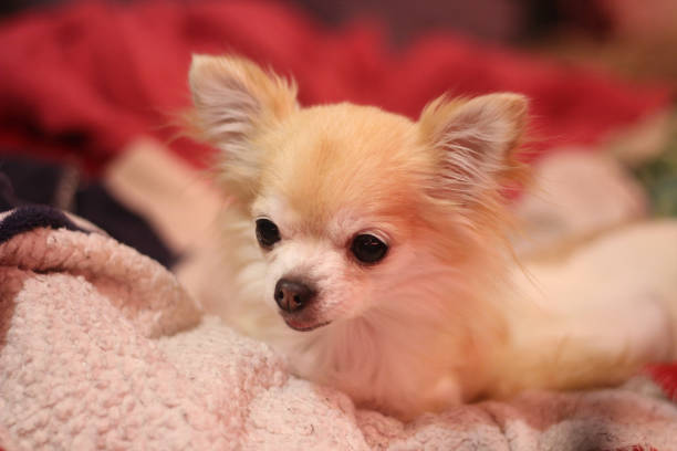 Rainy the chihuahua looks newly awake