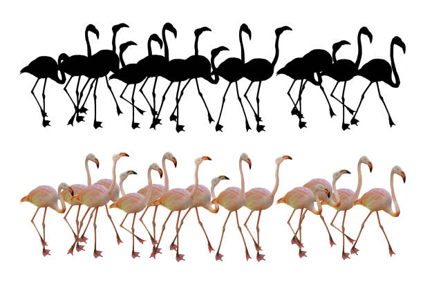 istock flamingo, bird, pink flamingo, wildlife, 2204266459