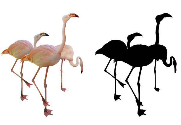 Flamingo or greater flamingo (Phoenicopterus roseus) in the Camarque coastal region in southern France during a summer day. The Camarque in the Rhône river delta is one of the few European habitats for the greater flamingo.