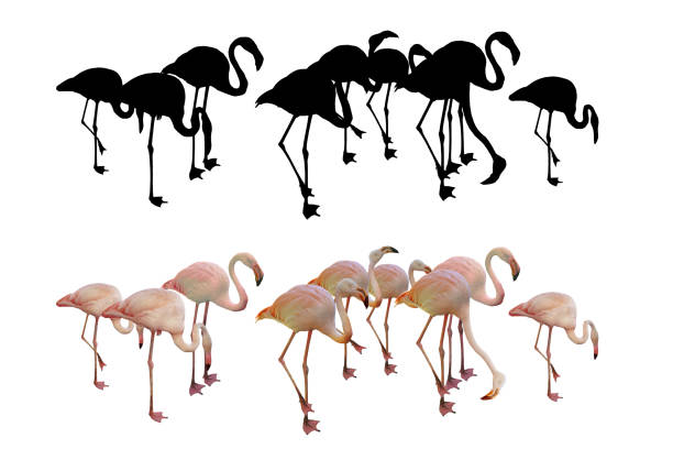 istock flamingo, bird, pink flamingo, wildlife, 2204266471