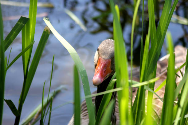 A greylag goose hiding behind plants in the water