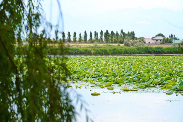 Willow branches on the background of a large pond with lotuses. Summer.