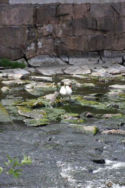A swan out on an adventure
