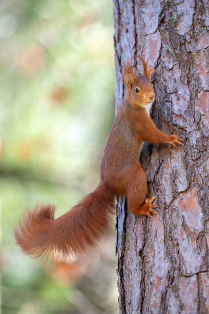 istock Red squirrel on a tree in the forest. Shallow depth of field. 2204271476