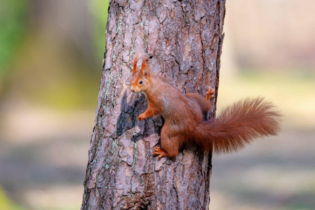 istock Red squirrel on a tree in the forest. Shallow depth of field. 2204271528