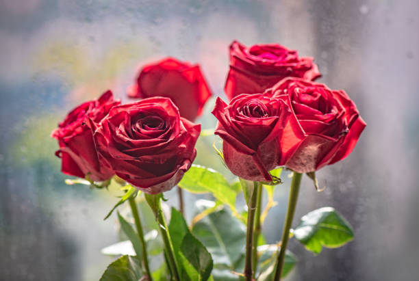 Bouquet of many red roses