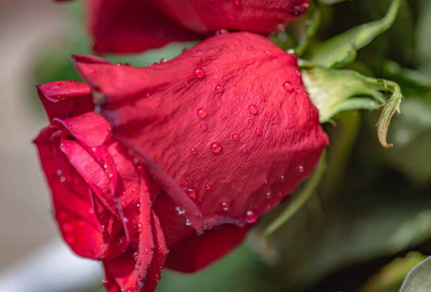 Close-up of a red rose with raindrops
