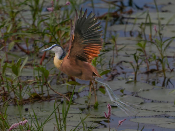 istock Taking off from natural vegetation in vleiland 2204275182
